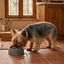 Leeby Comedero Antivoracidad Azul con Relieve de Huella para perros, , large indicador imagen numero 1