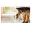 Hansgrohe Alcachofa de Ducha Negra para perros, , large indicador imagen numero 6