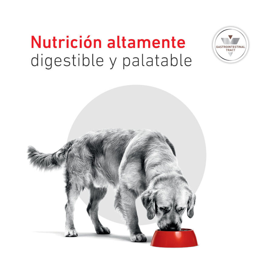 400 g Royal Canin Veterinary Diet Gastrointestinal lata para perros  , , large Imagen numero 9