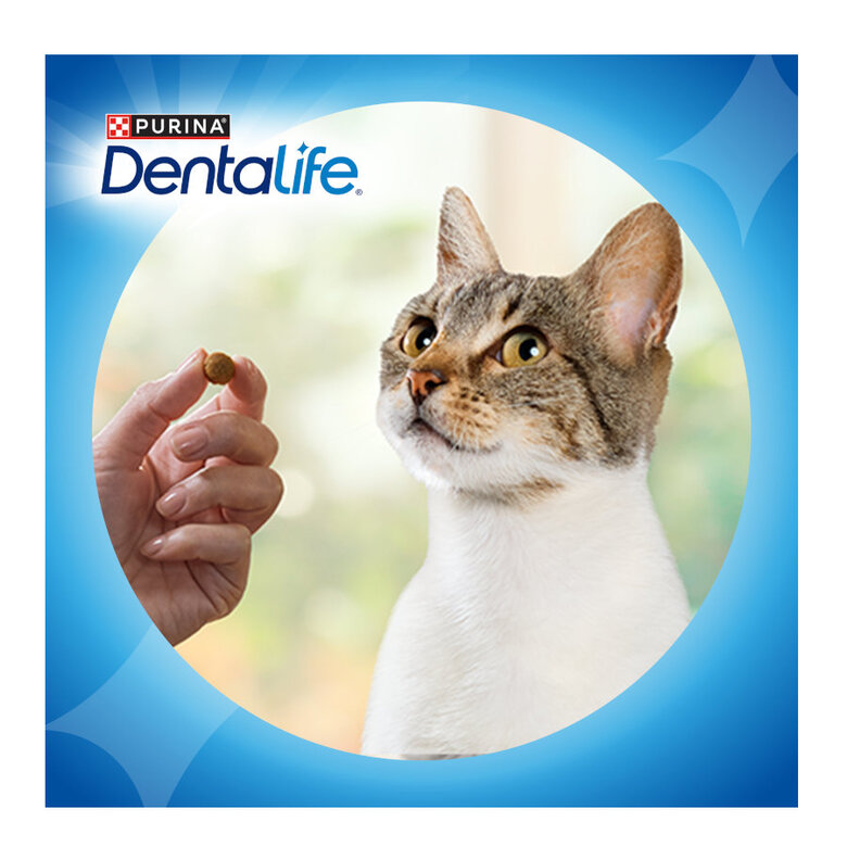 40 g Dentalife Snack Dentales Pollo para gatos,  Imagen numero 8 40 g Dentalife Snack Dentales Pollo para gatos, , large Imagen numero 8