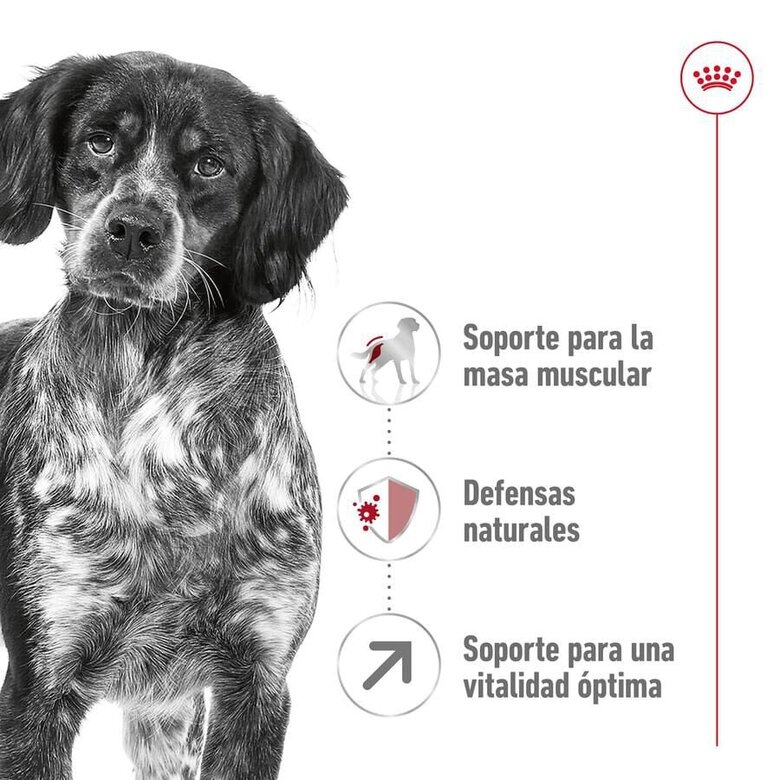 15 kg Royal Canin Medium 7+ Adult pienso para perros senior,  Imagen numero 5 15 kg Royal Canin Medium 7+ Adult pienso para perros senior, , large Imagen numero 5