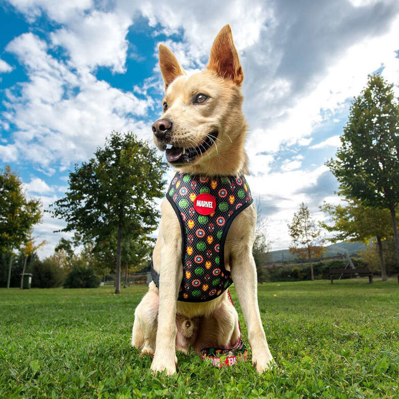 Disney Premium Marvel Arnés reversible para perros, , large image number null