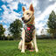 Disney Premium Marvel Arnés reversible para perros, , large indicador imagen numero 3