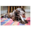 Nylabone Extreme Chew Pollo Hueso Mordedor para perros, , large indicador imagen numero 5