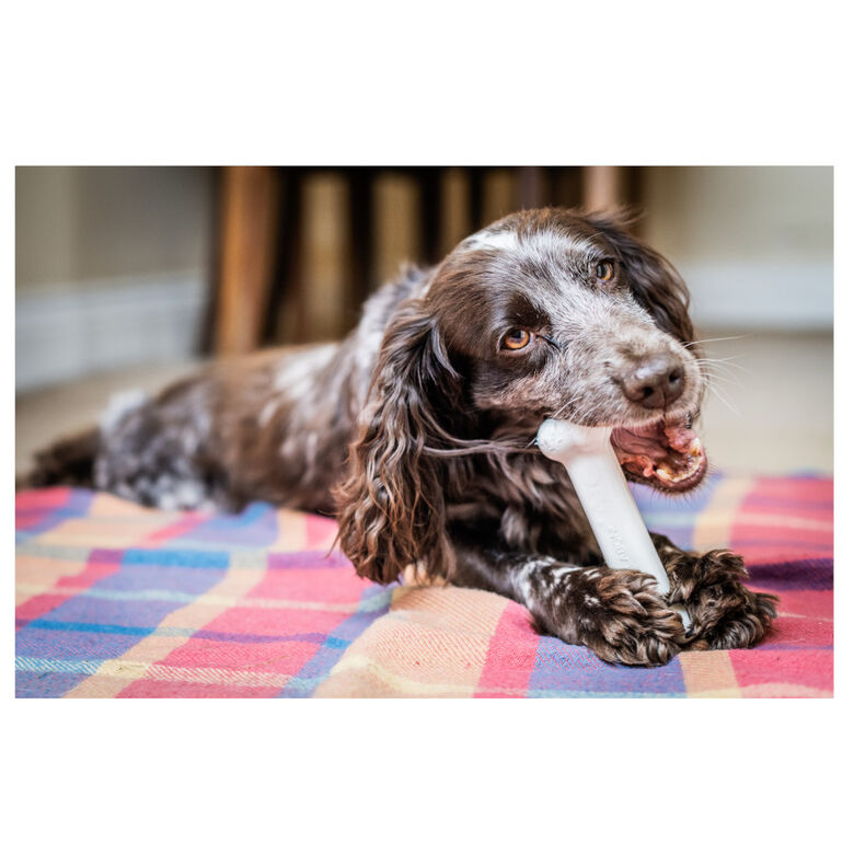 Nylabone Extreme Chew Pollo Hueso Mordedor para perros thumbnail