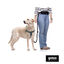 Gotoo Arnés estampado verde para perros, , large indicador imagen numero 5