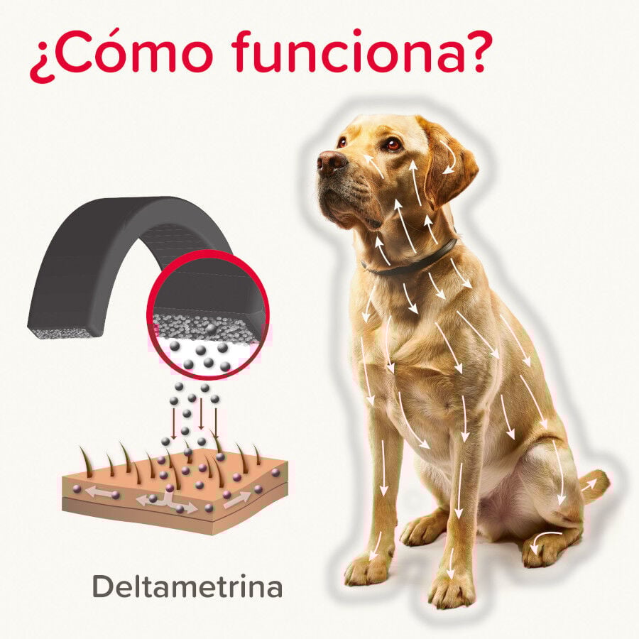 Beaphar Canishield Collar Antiparasitario para perros thumbnail