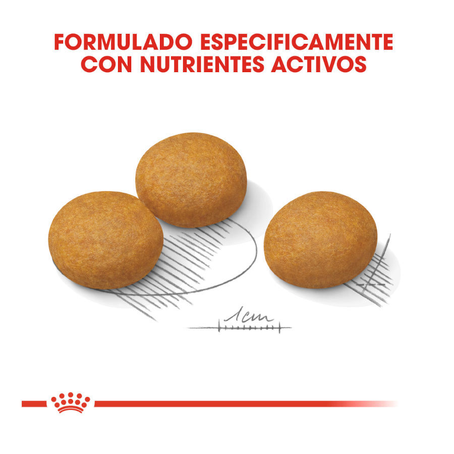 Royal Canin Dermacomfort Maxi pienso para perros thumbnail