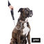 Gotoo Collar estampado leopardo para perros, , large indicador imagen numero 9