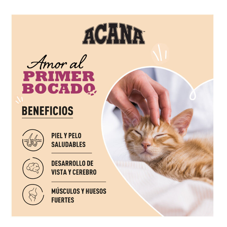 1.8 kg Acana Highest Protein Pollo Pavo y Salm&oacute;n pienso para gatitos, , large Imagen numero 2