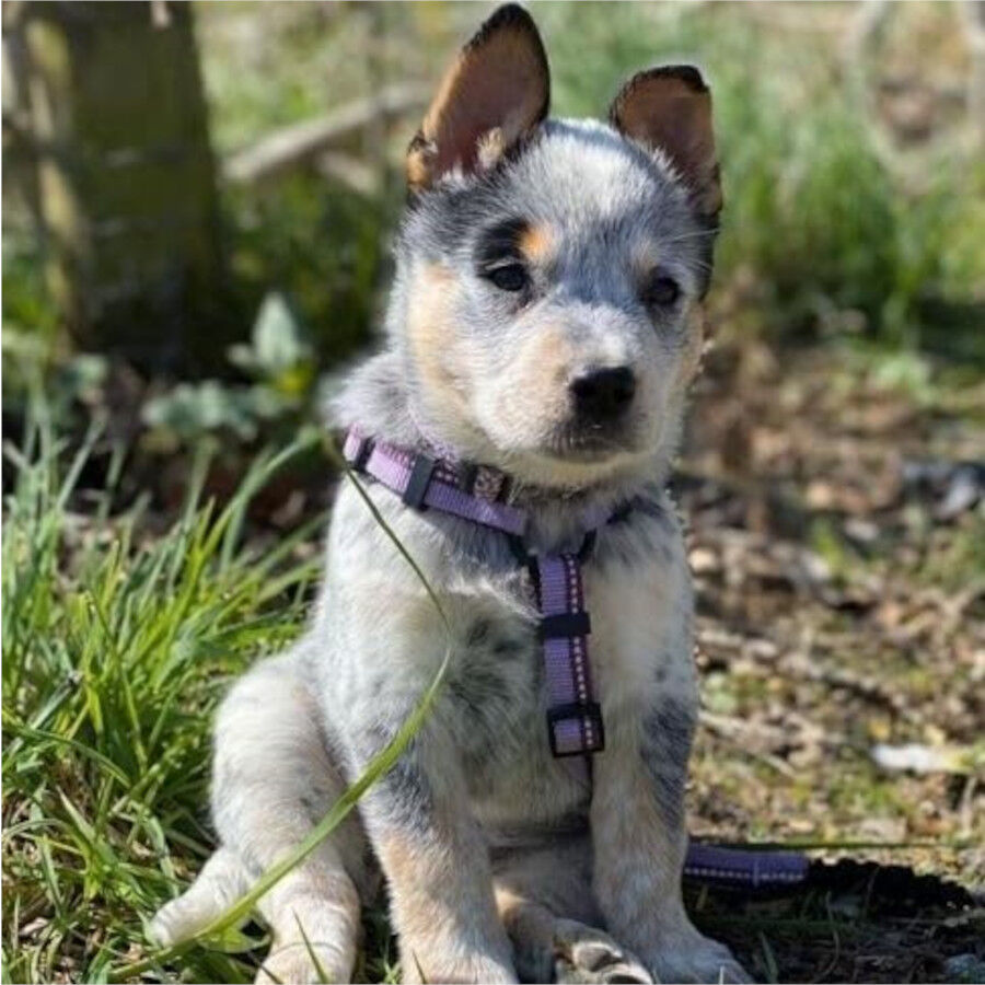 Halti arn&eacute;s de nylon ajustable morado para perros, , large Imagen numero 2