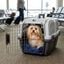Outech IATA Apolo Transport&iacute;n para perros y gatos, , large indicador imagen numero 1
