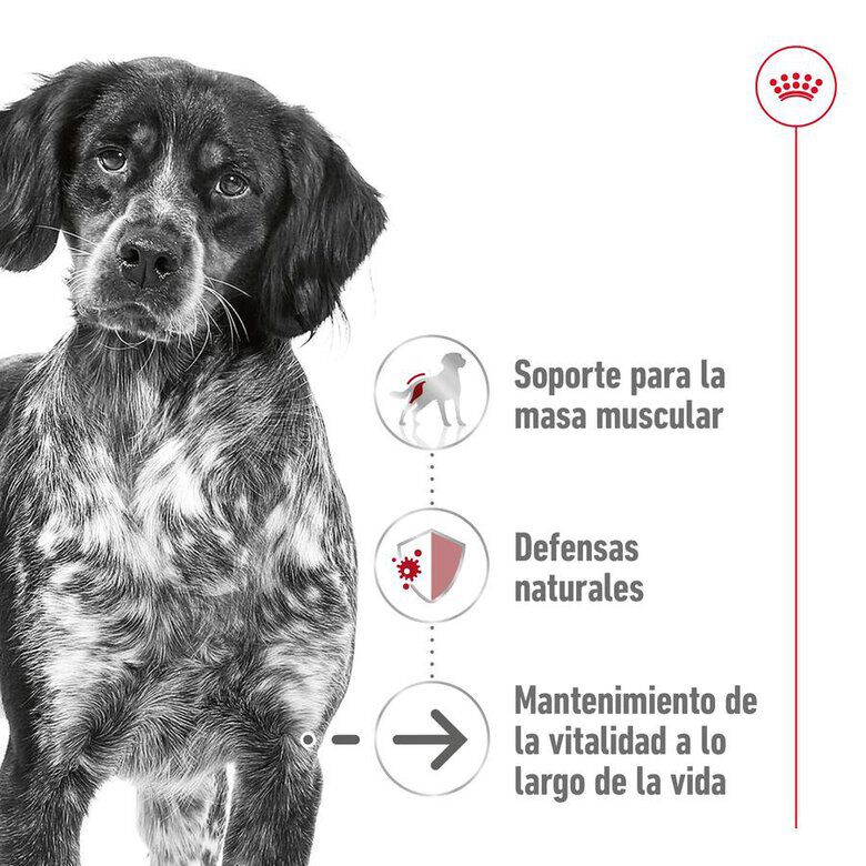 Royal Canin Medium 10+ Ageing pienso para perros thumbnail