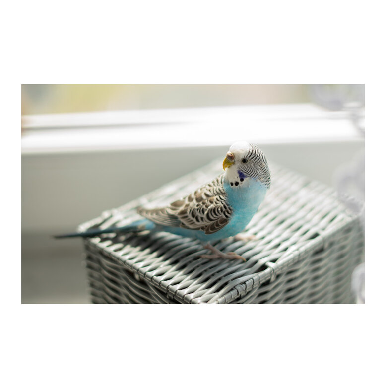 Beaphar Mezcla De Minerales para Pajaros,  Imagen numero 2 Beaphar Mezcla De Minerales para Pajaros, , large Imagen numero 2