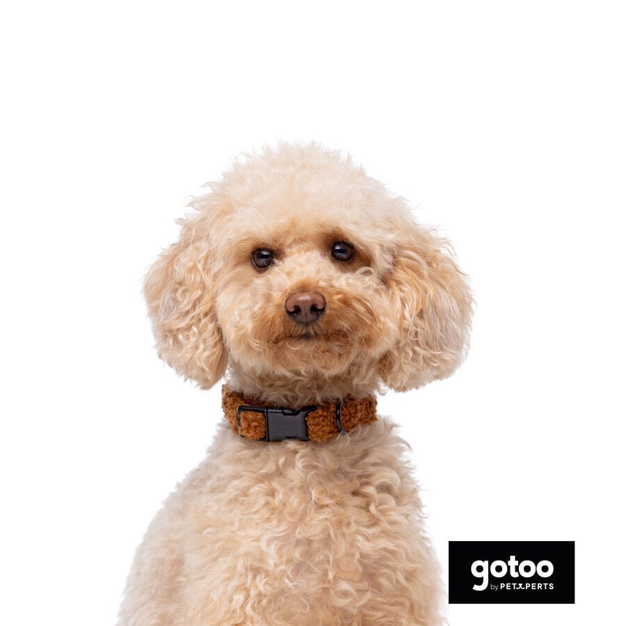 Gotoo Collar teddy marr&oacute;n para perros, , large Imagen numero 3