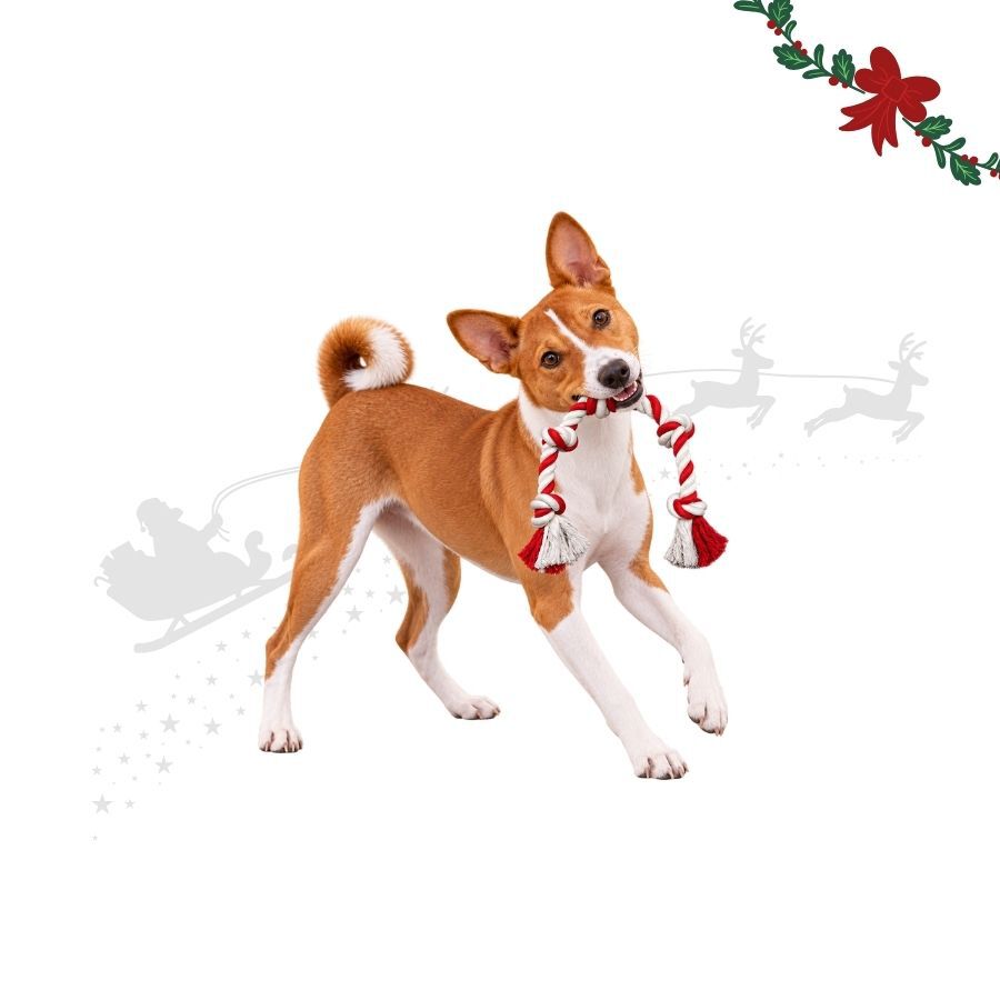 Wonder Christmas Cuerda Forma Caramelo Juguete para perros, , large Imagen numero 1