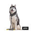 Gotoo Correa estampada zebra para perros, , large indicador imagen numero 3