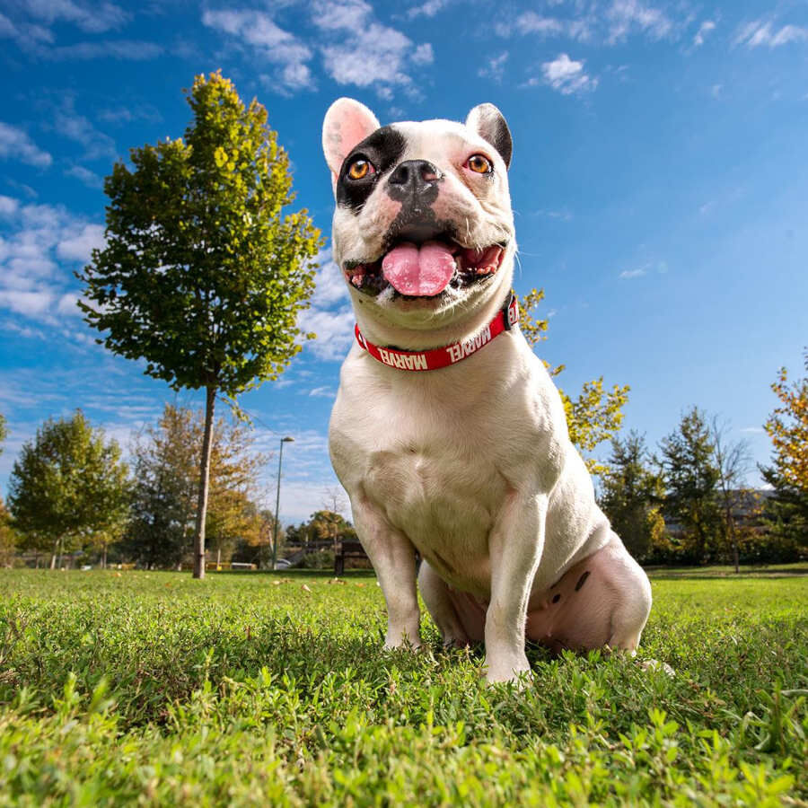 Disney Premium Marvel collar para perros, , large Imagen numero 3