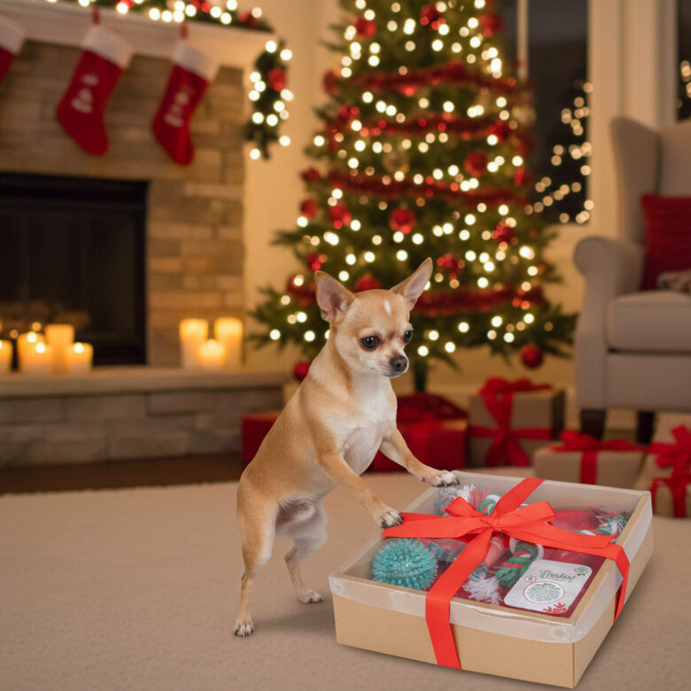 Wonder Christmas Caja de Juguetes Navideños para perros,  Imagen numero 3 Wonder Christmas Caja de Juguetes Navideños para perros, , large Imagen numero 3