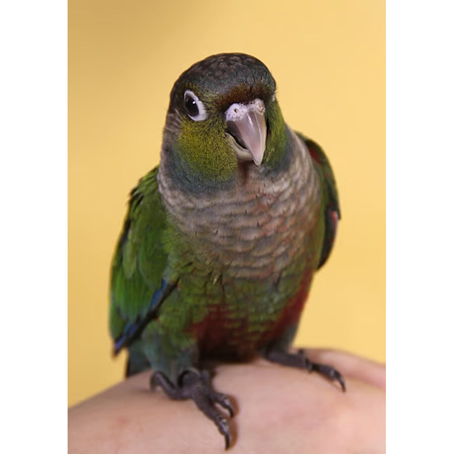 Psittacus Minor pienso para pájaros pequeños thumbnail