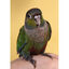 Psittacus Minor pienso para pájaros pequeños, , large indicador imagen numero 7