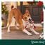 Wonder Christmas Cuerda Forma Caramelo Juguete para perros, , large indicador imagen numero 2