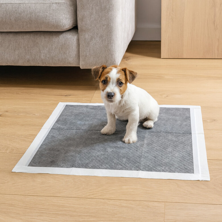 Nice Care Empapadores Carbon para perros,  Imagen numero 1 Nice Care Empapadores Carbon para perros, , large Imagen numero 1