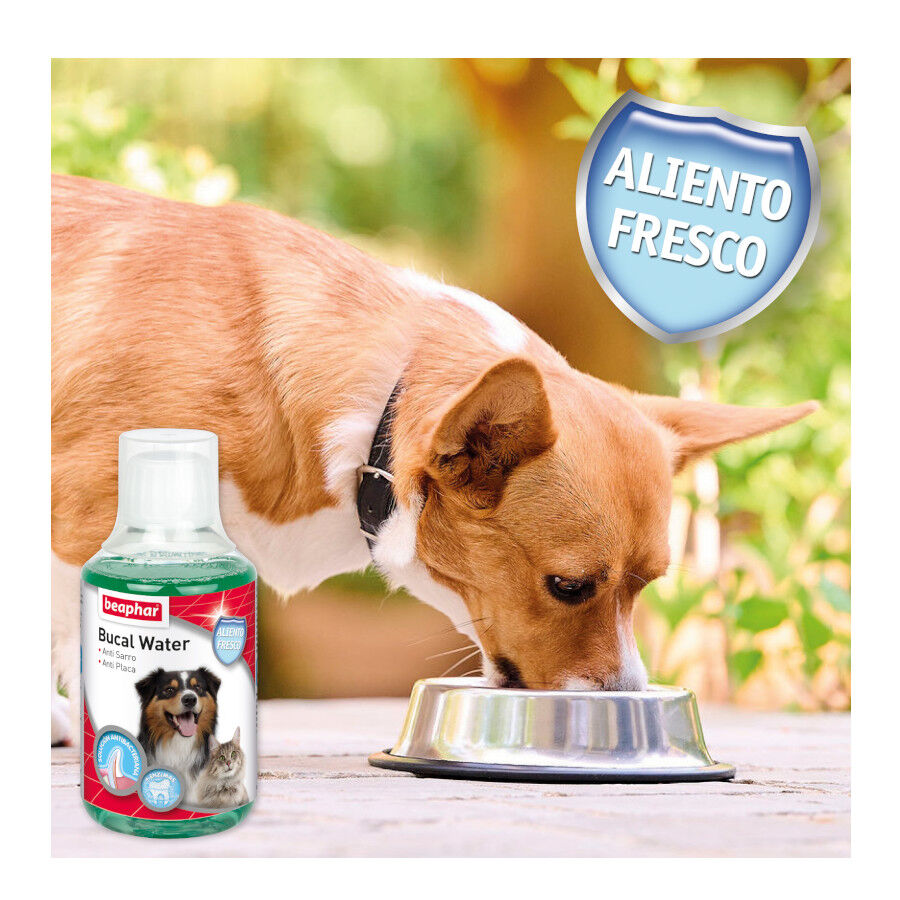 Beaphar Enjuague Bucal para perros y gatos thumbnail