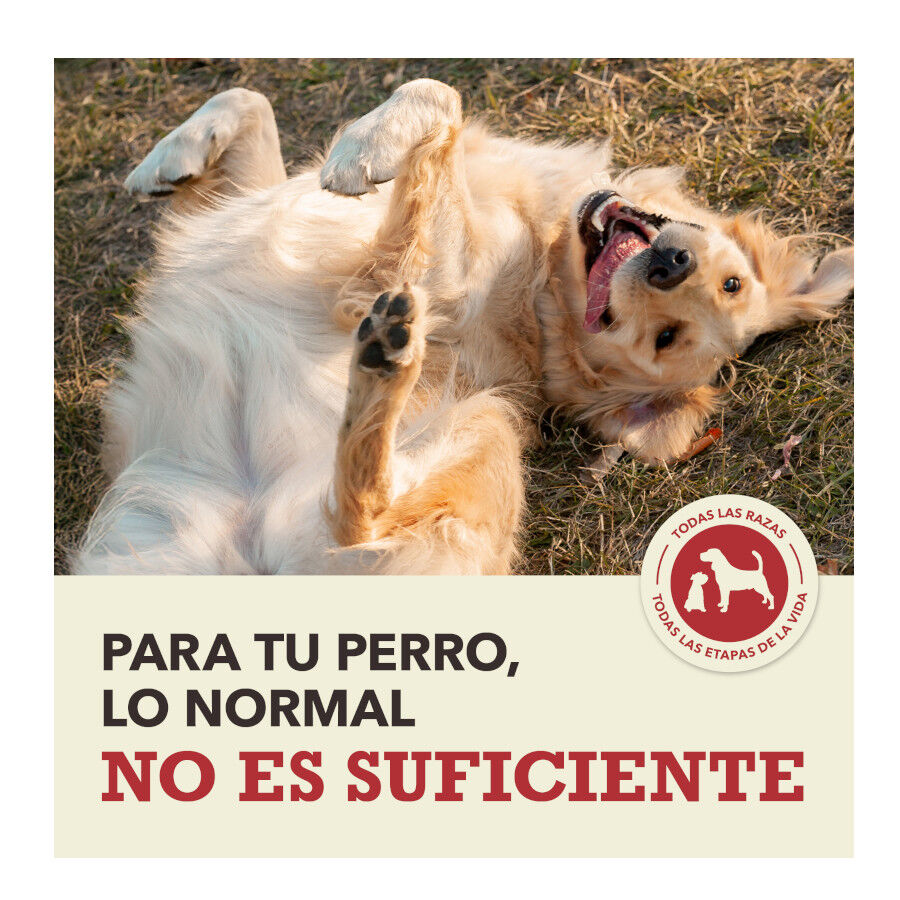 11.4 kg Acana Red Meat pienso para perros, , large Imagen numero 10