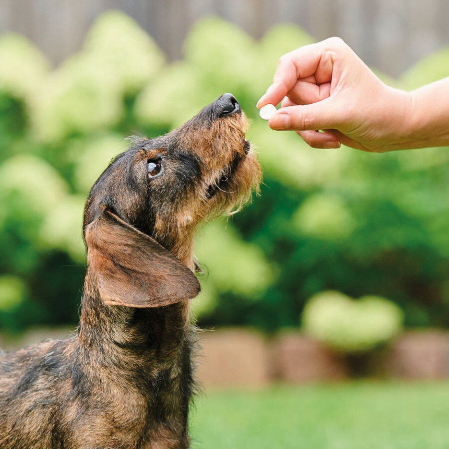 Beaphar VERMIpure Repelente Interno Natural en comprimidos para perros pequeños y cachorros thumbnail