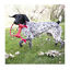 Kong Goodie Bone Hueso con cuerda para perros, , large indicador imagen numero 2