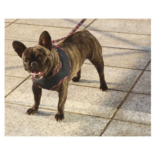 Croci Street Grunge con arn&eacute;s abrigo para perros Imagen numero 2