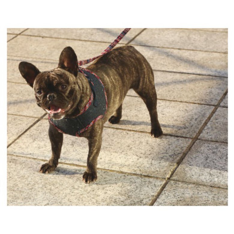 Croci Peru Abrigo con Arnés para perros,  Imagen numero 2 Croci Street Grunge con arnés abrigo para perros Imagen numero 2