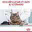 85 g Royal Canin Intense Beauty gelatina sobre para gatos, , large indicador imagen numero 10