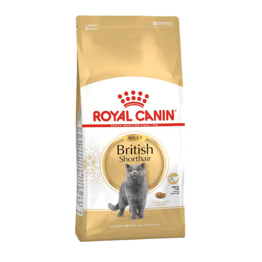 Royal Canin Adult British Shorthair pienso para gatos
