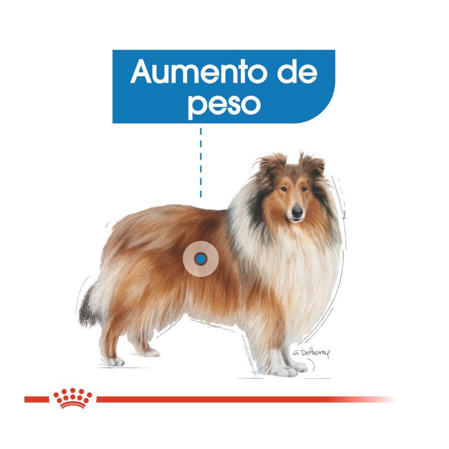 Royal Canin Light Weight Care Maxi pienso para perros thumbnail