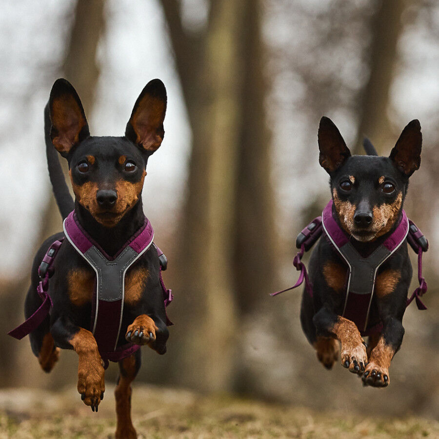 Non-stop dogwear Line 5.0 Arnés Púrpura para perros thumbnail