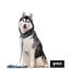 Gotoo Collar estampado verde para perros, , large indicador imagen numero 6