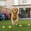 All For Paws Pelotas de Tenis Interactivas para perros, , large indicador imagen numero 2
