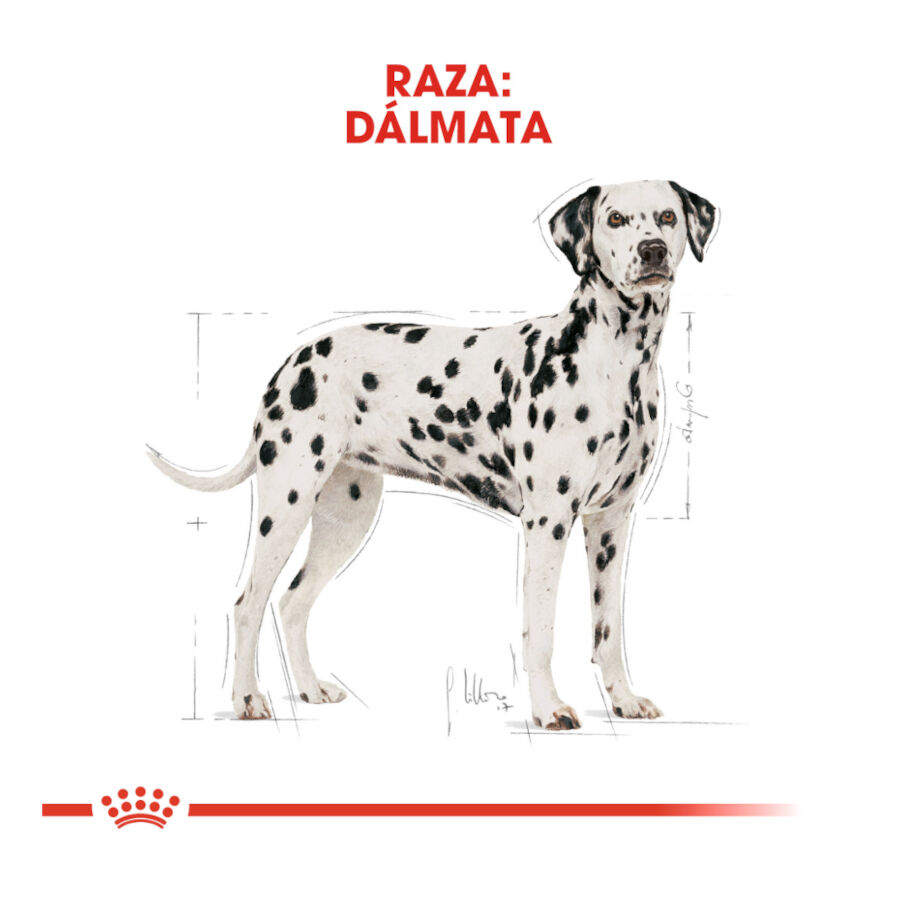 Royal Canin Adult Dálmata pienso para perros thumbnail