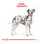 12 kg Royal Canin Adult Dálmata pienso para perros, , large indicador imagen numero 4