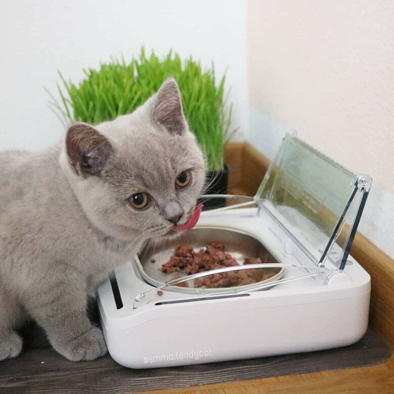 Sure Petcare Surefeed Comedero Automático con Microchip,  Imagen numero 8 Sure Petcare Surefeed Comedero Automático con Microchip, , large Imagen numero 8