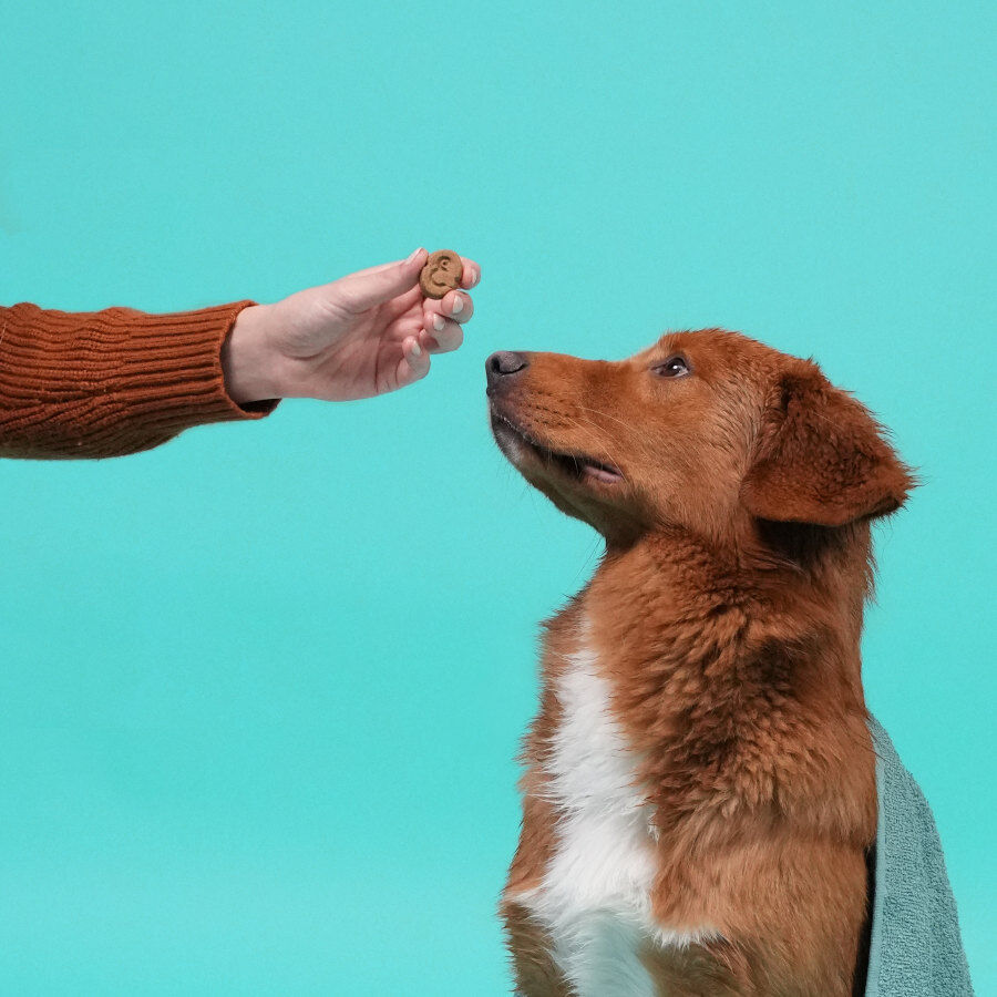 Edgard &amp; Cooper Galletas de Manzana para perros thumbnail