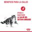 10 kg Royal Canin Urinary pienso para gatos, , large indicador imagen numero 6