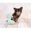 Flamingo Pebbles Caballo de peluche para perros, , large indicador imagen numero 2