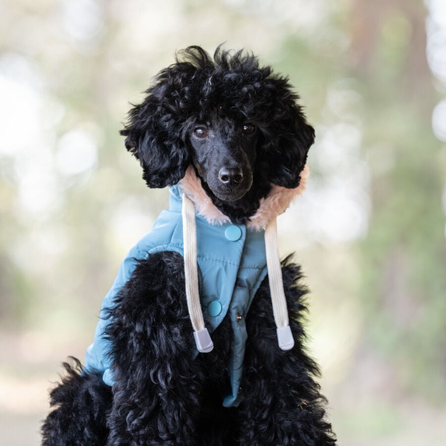 Freedog Abrigo Impermeable Iceguard Azul Cielo para perros