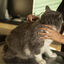 Virbac Allerderm spot on Pipetas dermatológicas para el cuidado de la piel Perros y Gatos., , large indicador imagen numero 4
