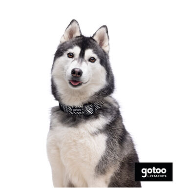 Gotoo Collar estampado zebra para perros