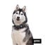 Gotoo Collar estampado zebra para perros, , large indicador imagen numero 3
