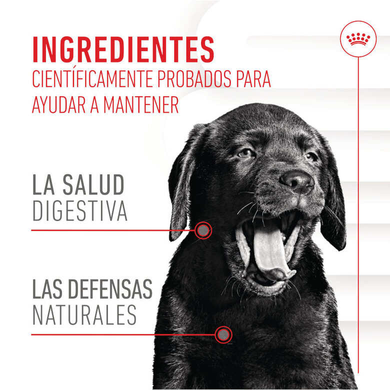 100 g Royal Canin Immunity & Digestion Chews Puppy Suplemento nutricional para perros,  Imagen numero 4 100 g Royal Canin Immunity & Digestion Chews Puppy Suplemento nutricional para perros, , large Imagen numero 4